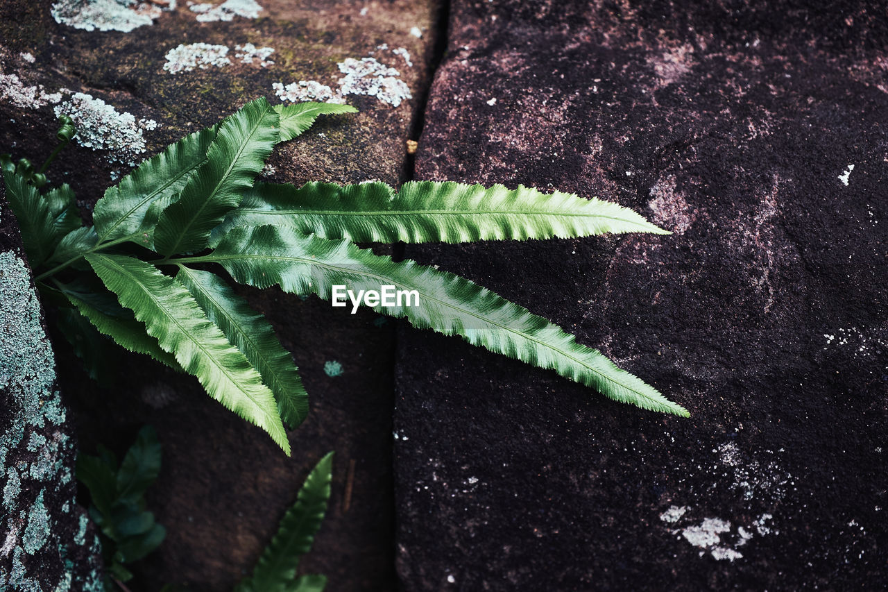 HIGH ANGLE VIEW OF FRESH GREEN PLANT ON FIELD