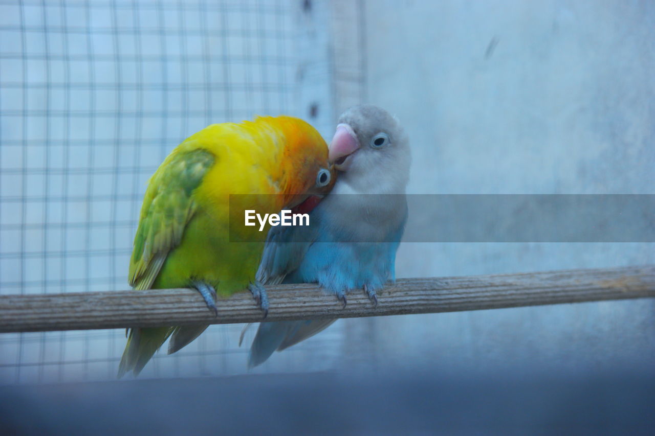 Close-up of parrot perching in cage