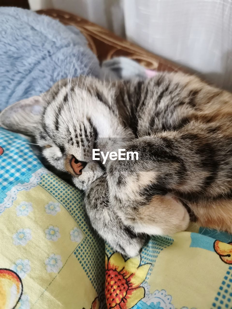 CLOSE-UP OF A CAT SLEEPING ON BED AT HOME