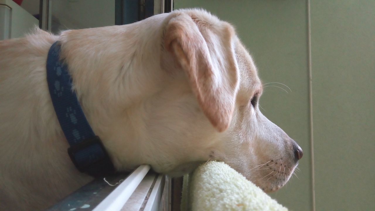 CLOSE-UP OF DOG WITH MOUTH OPEN