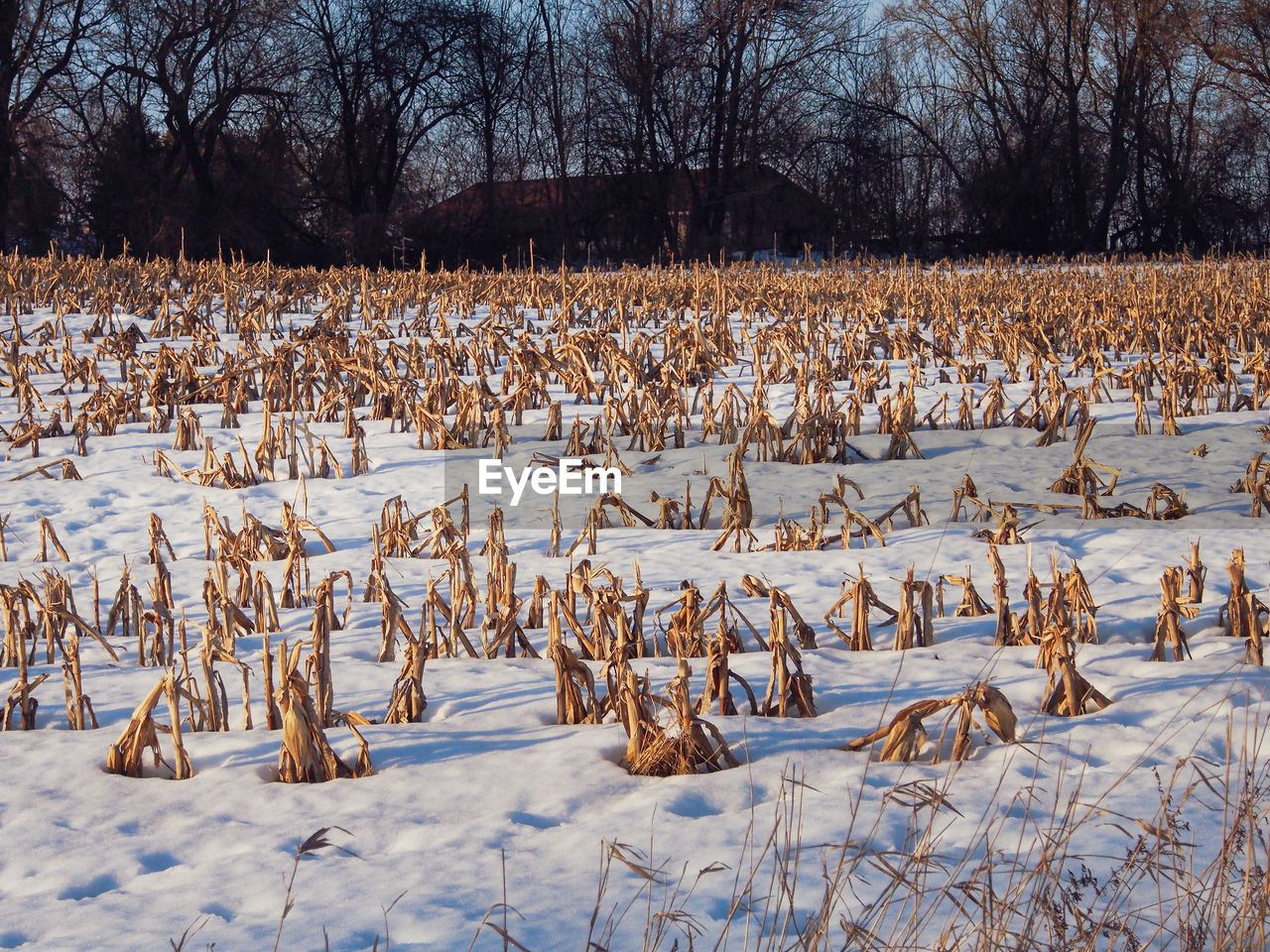 Bare trees on field during winter