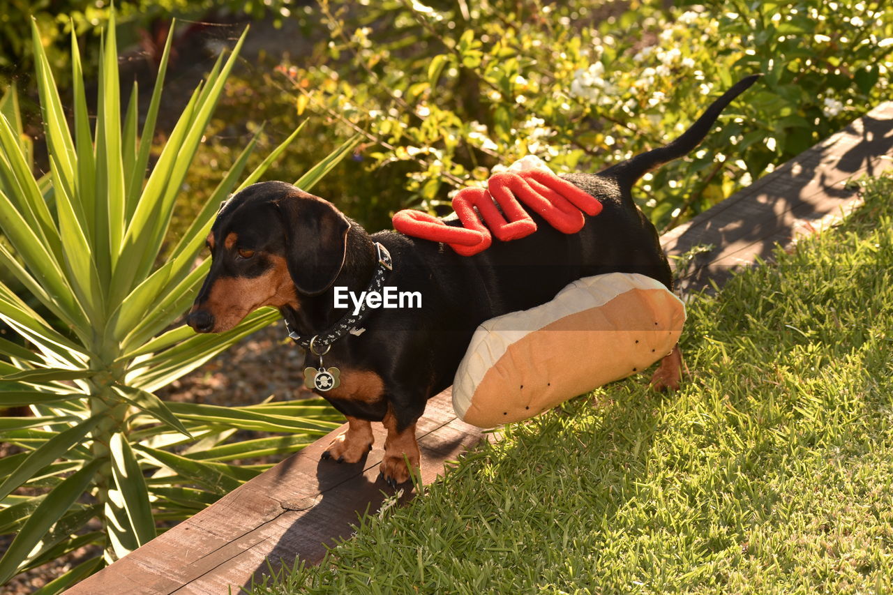 High angle view of dachshund wearing pet clothing in back yard