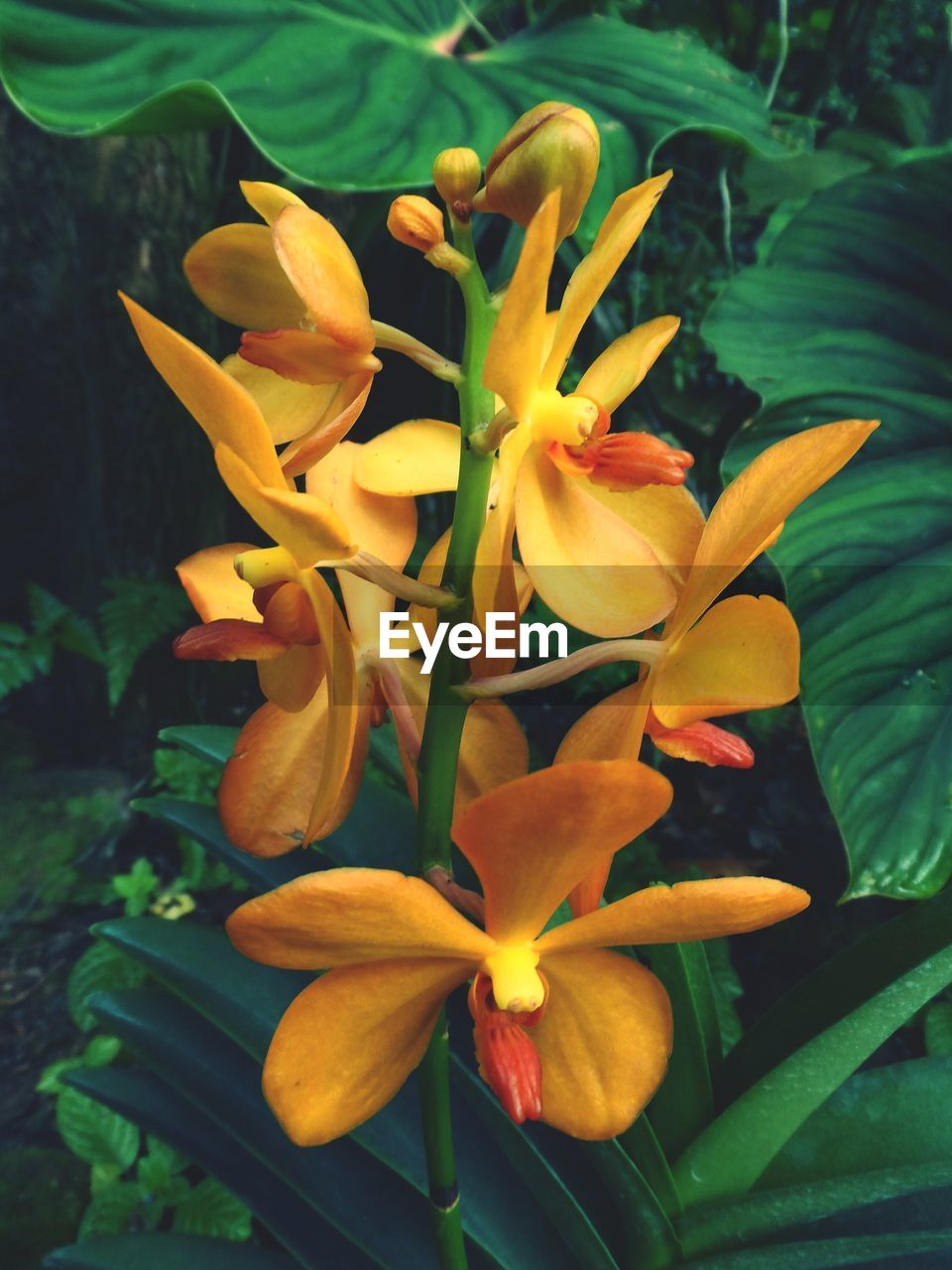 CLOSE-UP OF DAY LILY FLOWERS BLOOMING OUTDOORS