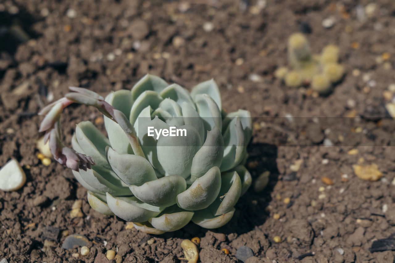 nature, flower, land, plant, growth, succulent plant, no people, beauty in nature, soil, close-up, field, day, green, focus on foreground, cactus, outdoors, dirt, freshness, leaf, macro photography, high angle view, plant part