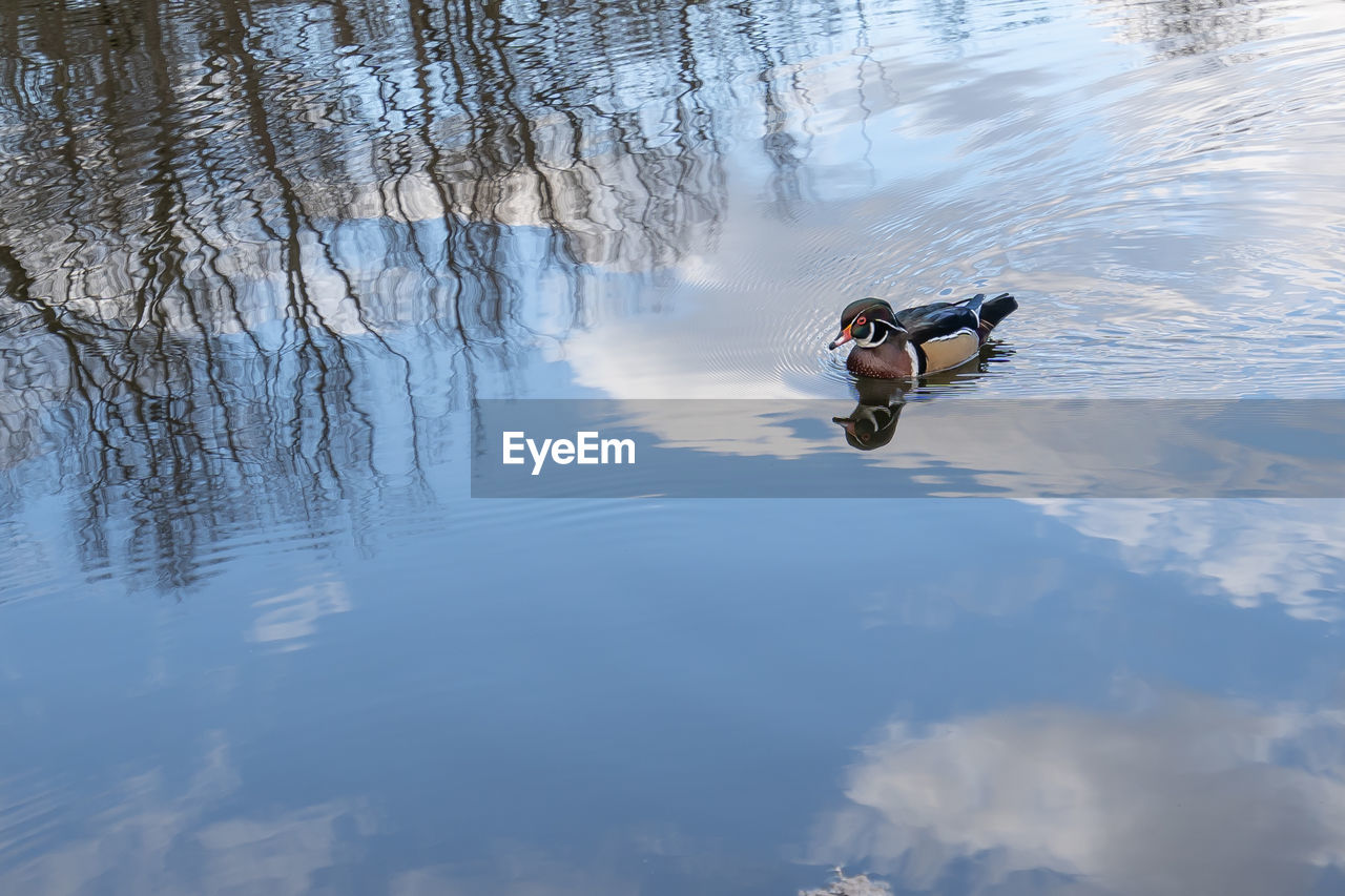 rear view of man swimming in lake