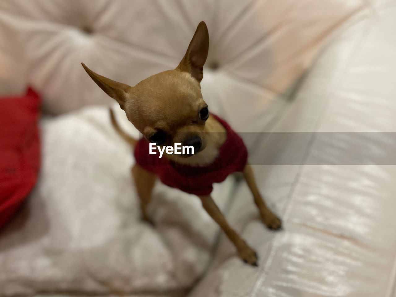 animal themes, one animal, animal, mammal, pet, domestic animals, dog, lap dog, canine, furniture, chihuahua, indoors, no people, bed, focus on foreground, portrait, russkiy toy, domestic room, bedroom, cute, home interior