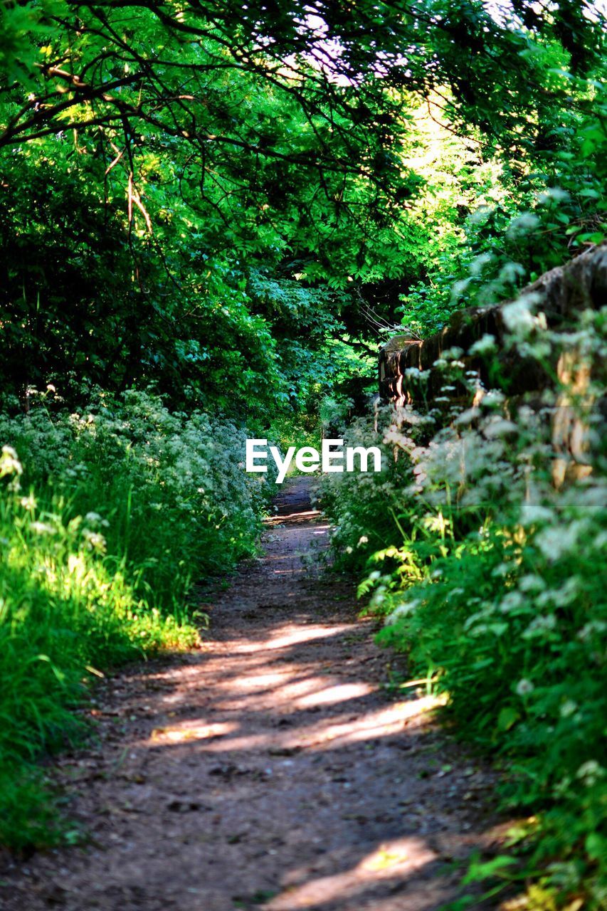 Walkway amidst trees in forest