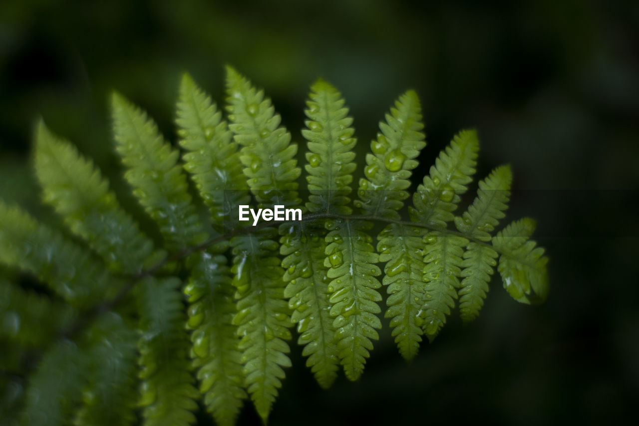 Close-up of fern