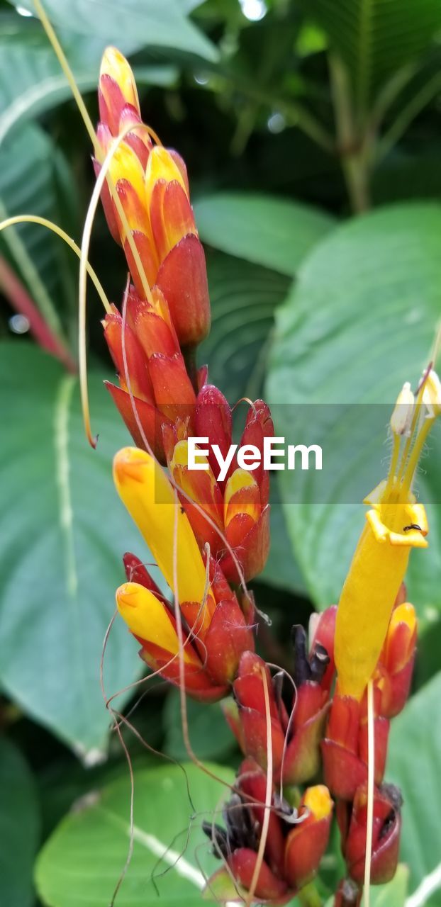 CLOSE-UP OF YELLOW FLOWERS BLOOMING