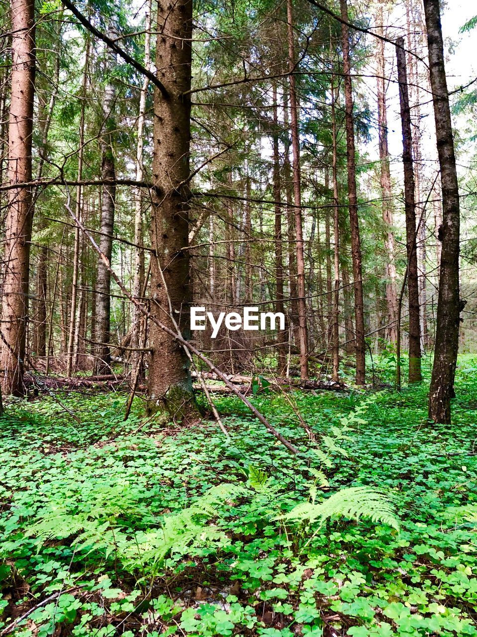 VIEW OF TREES IN FOREST