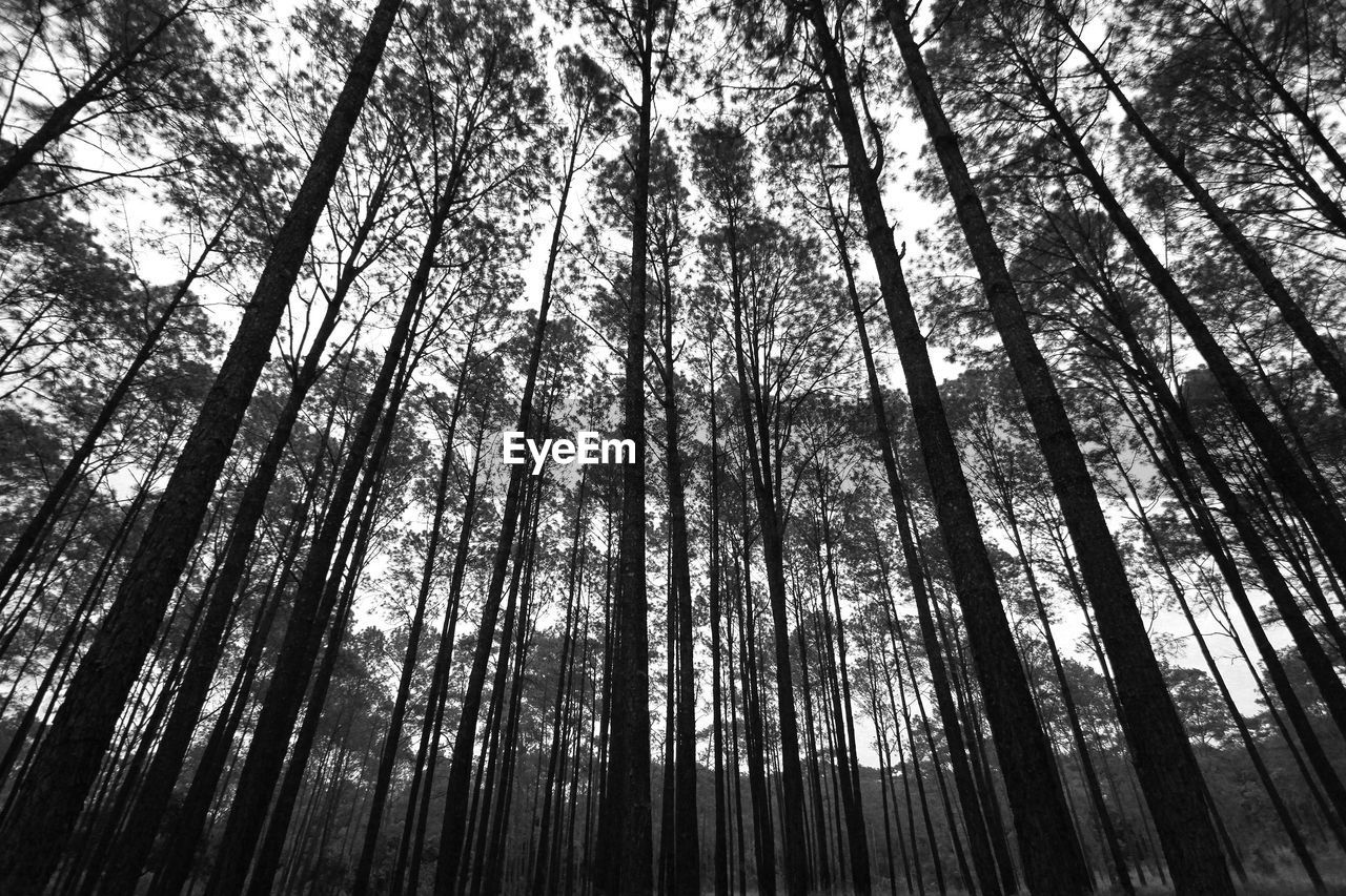 Low angle view of pine trees in tropical forest