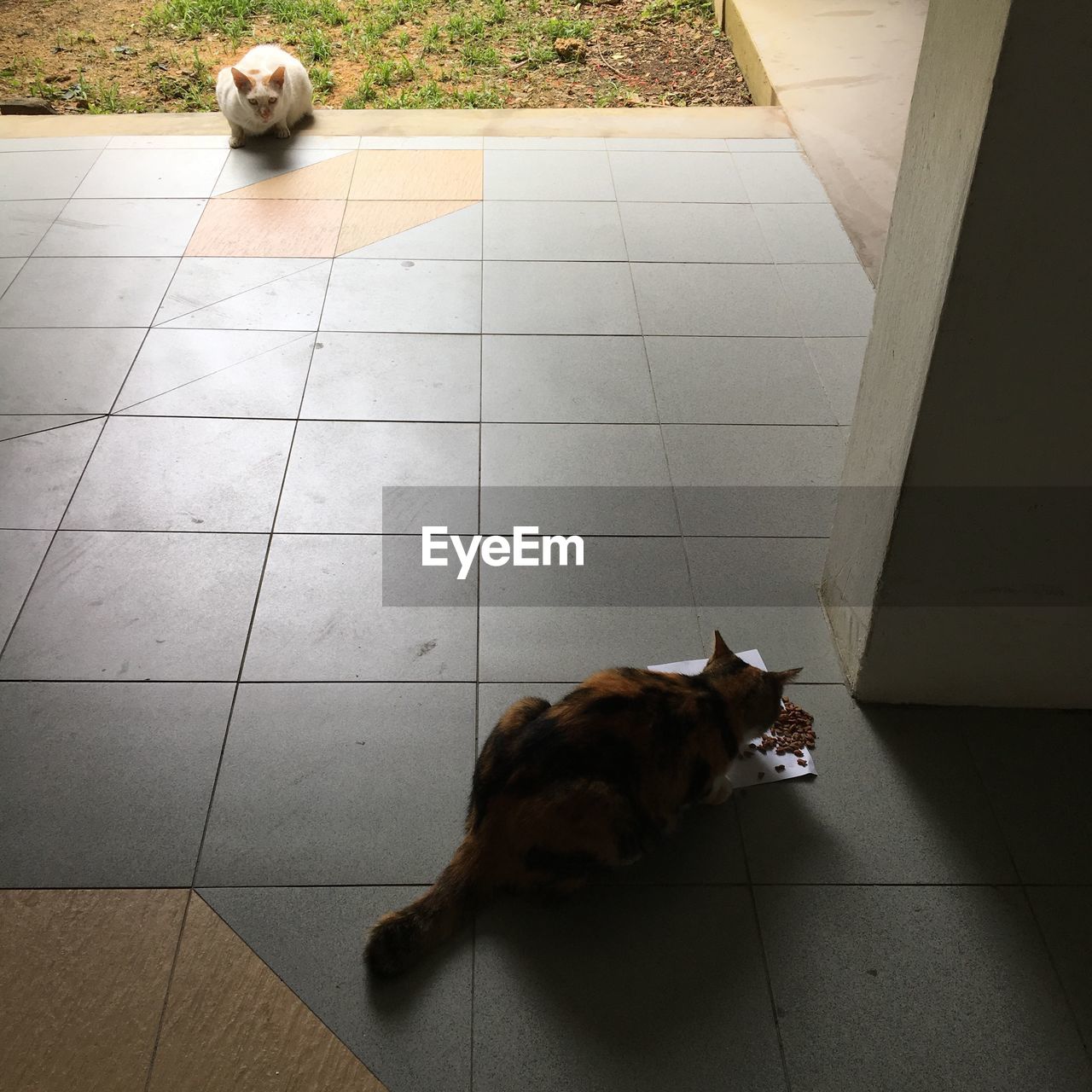 High angle view of cat eating food on floor