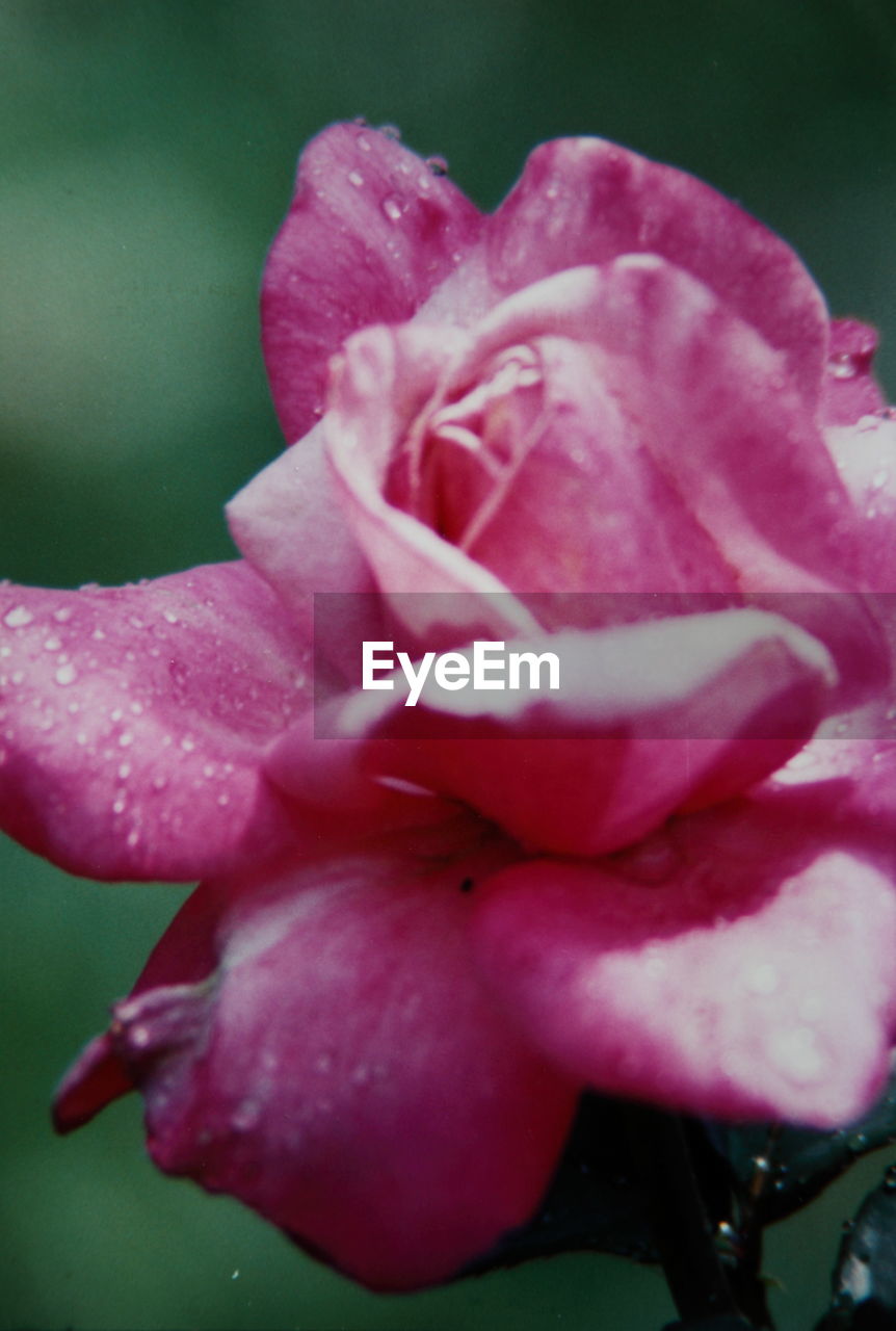 CLOSE-UP OF PINK ROSES