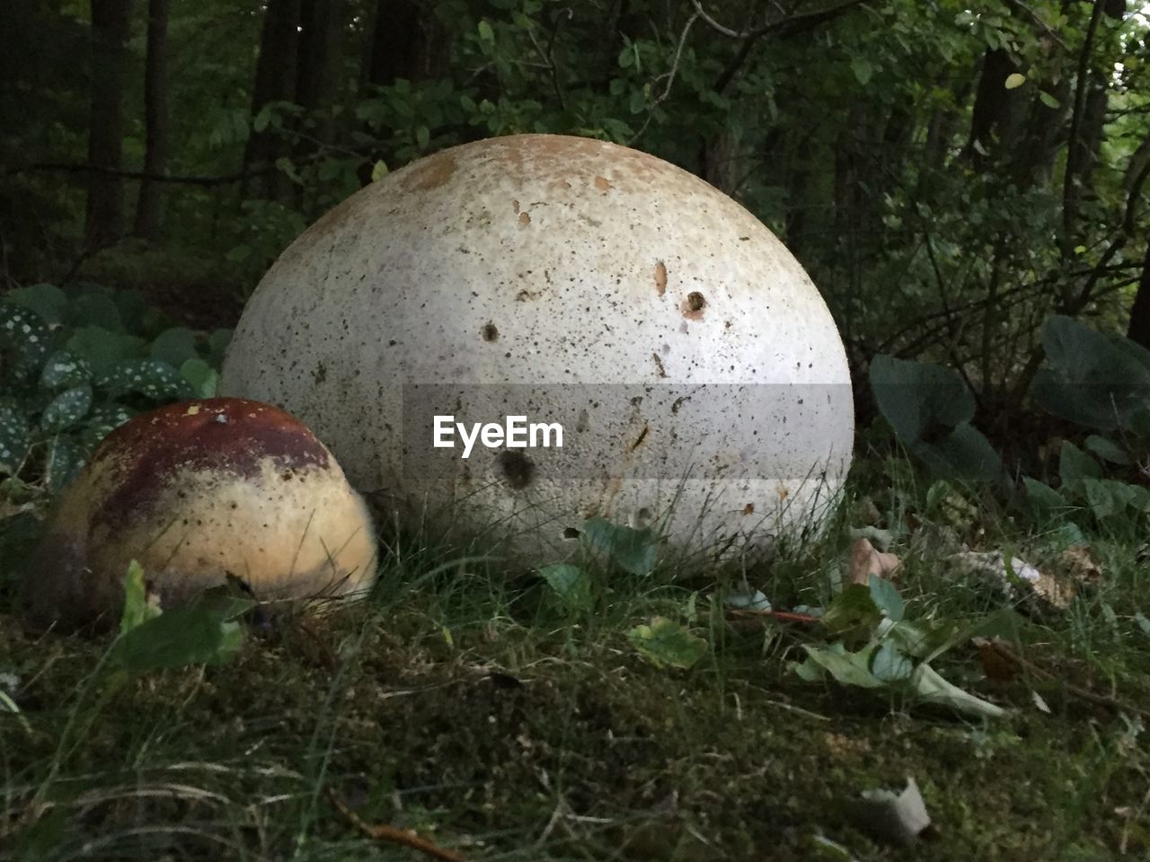 Puffball mushroom growing in forest