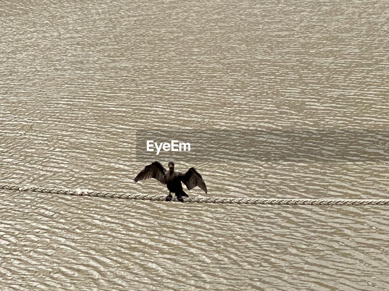 HIGH ANGLE VIEW OF DUCKS SWIMMING ON LAKE