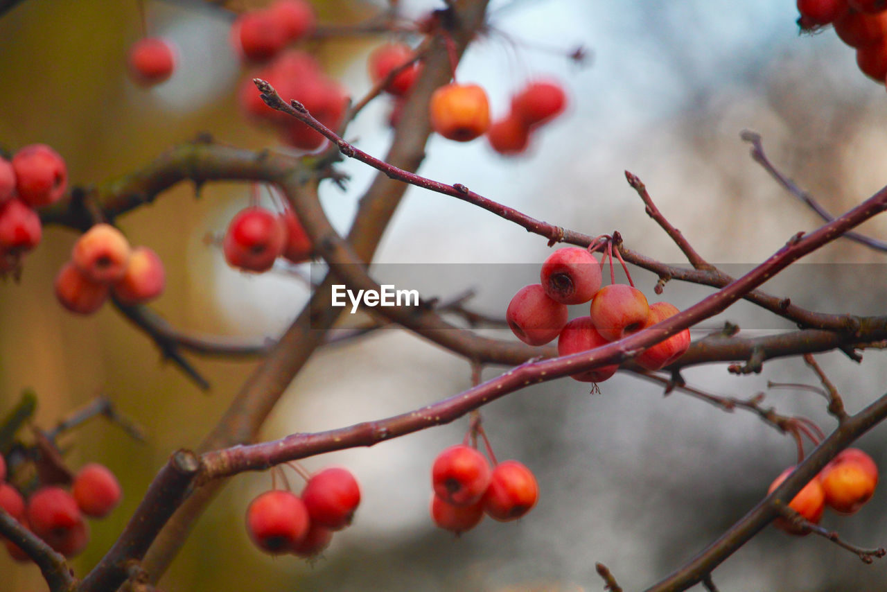 Close-up of red berries growing on tree