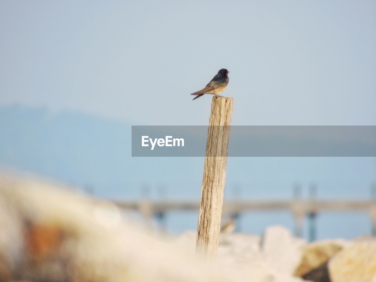 CLOSE-UP OF BIRD PERCHING ON WOODEN POST AT SEA