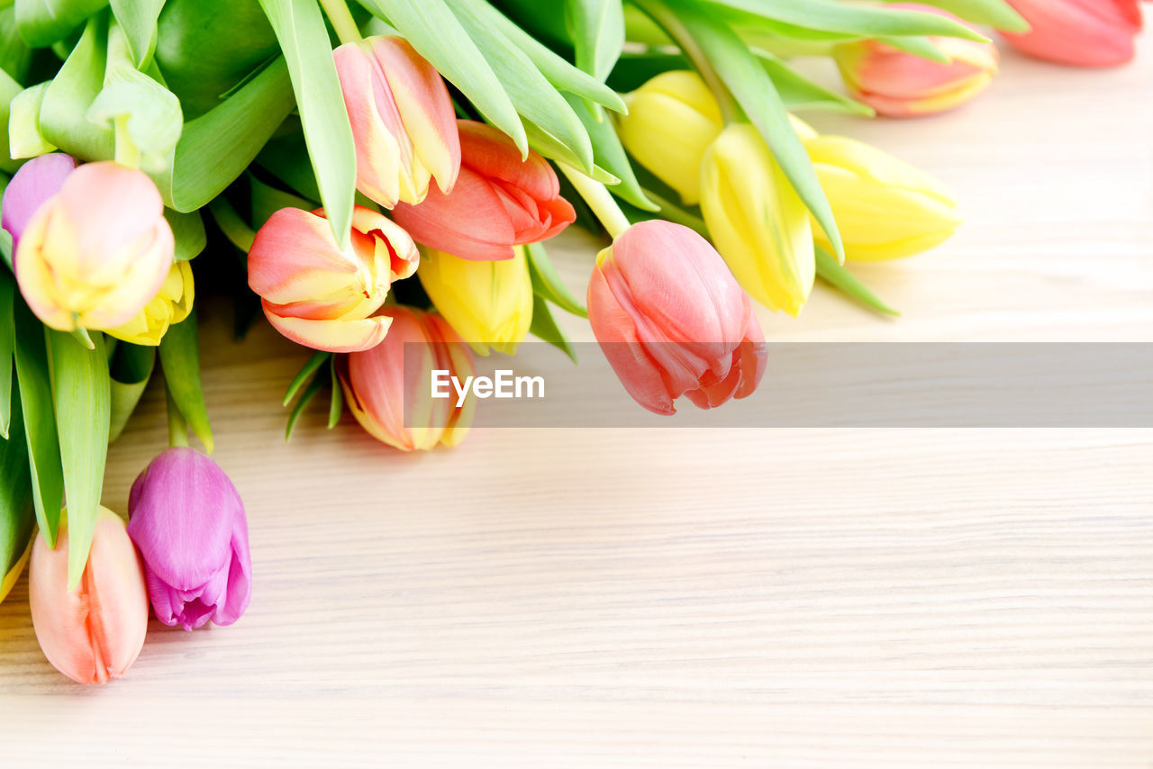 Close-up of tulips on table