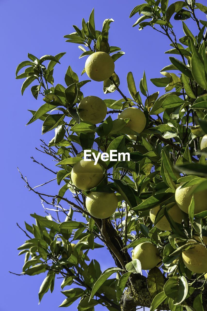 LOW ANGLE VIEW OF TREE AGAINST SKY