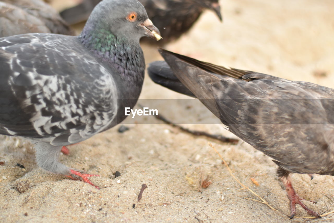 PIGEONS PERCHING ON A LAND