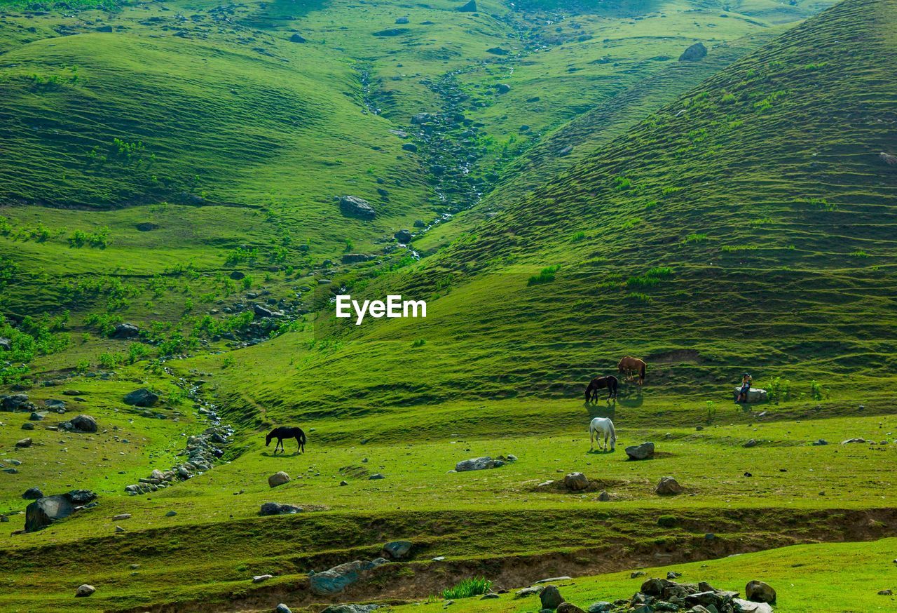 HIGH ANGLE VIEW OF GREEN LAND