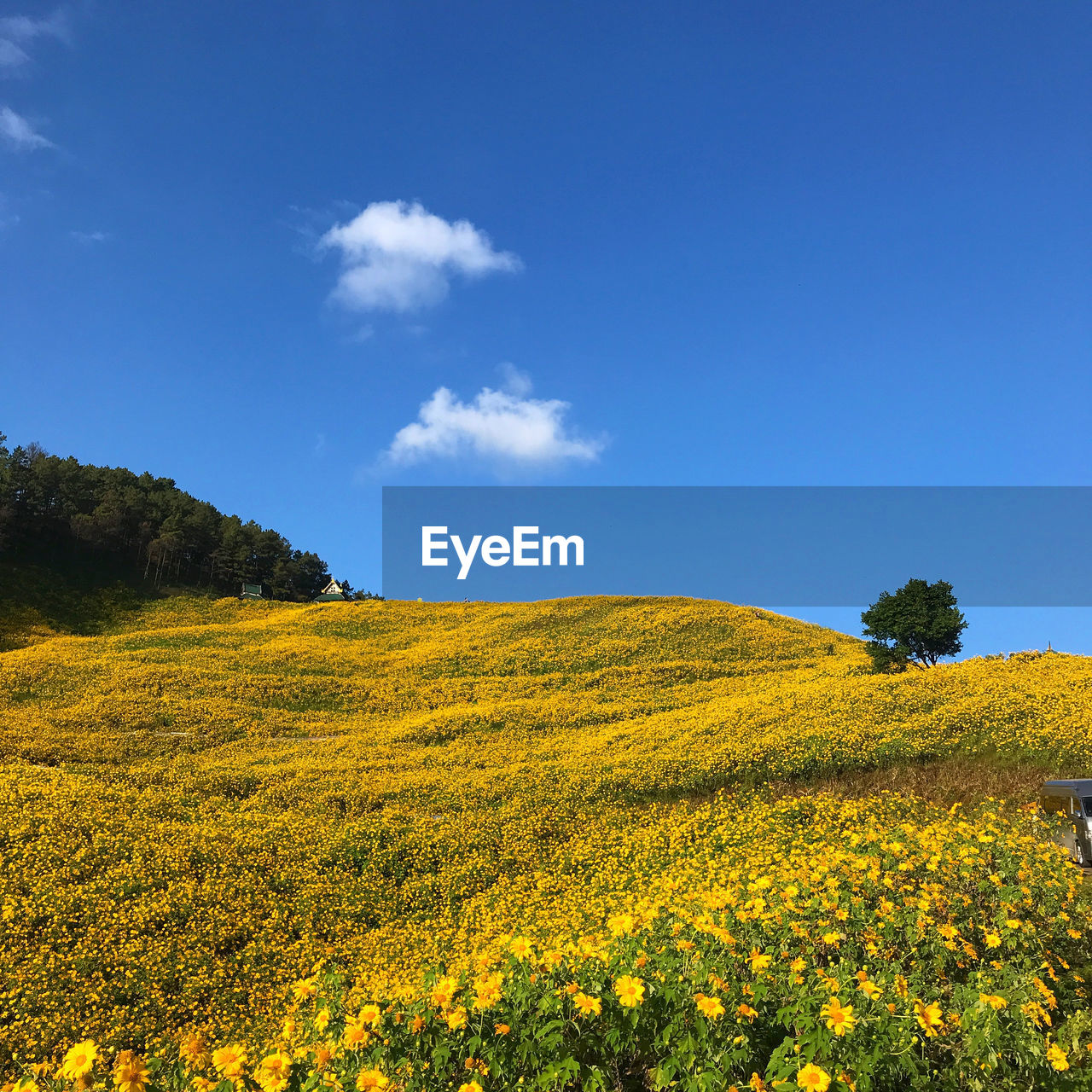 SCENIC VIEW OF FRESH YELLOW FLOWERS AGAINST SKY