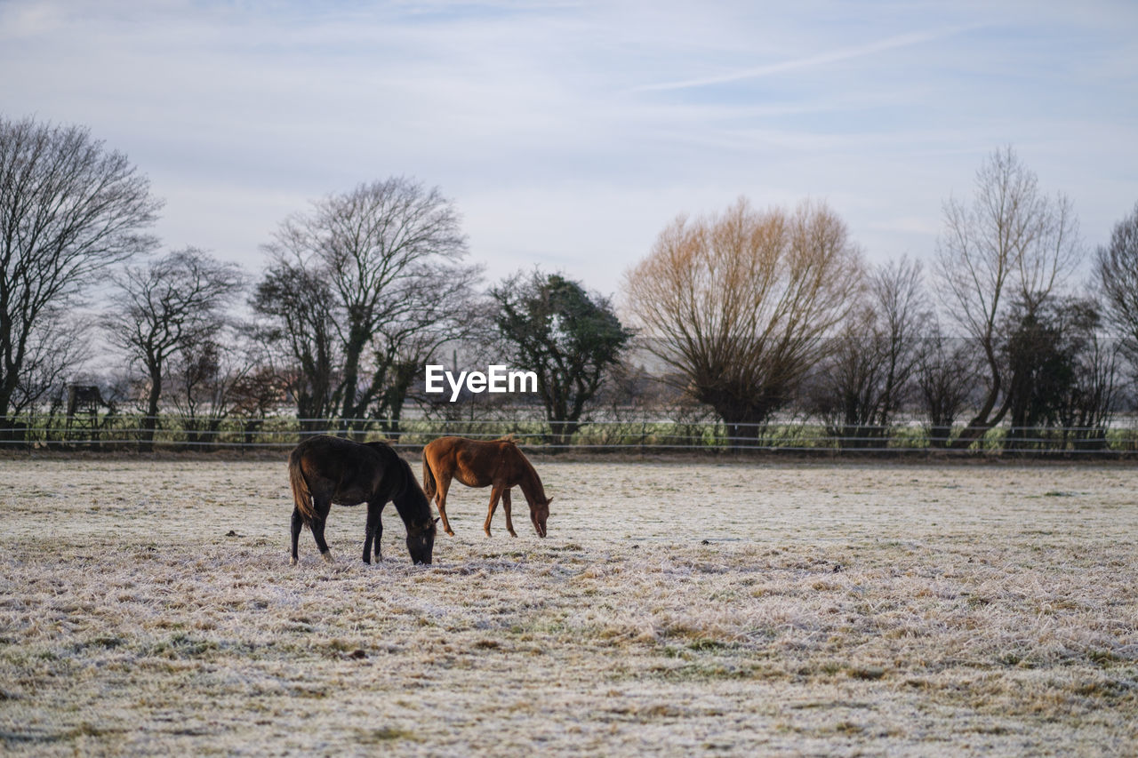 Horse standing on field against sky