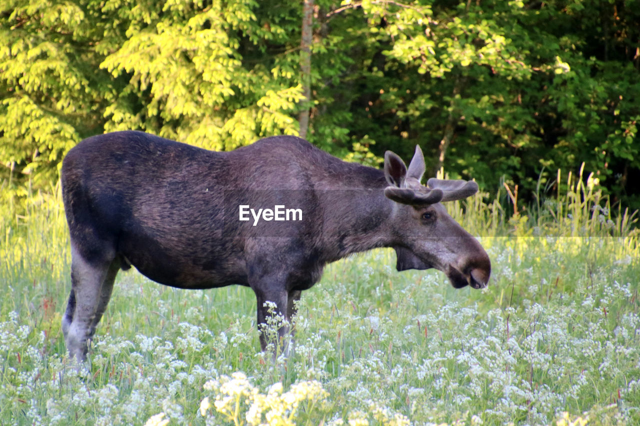 Elk standing in a meadow nearby forest