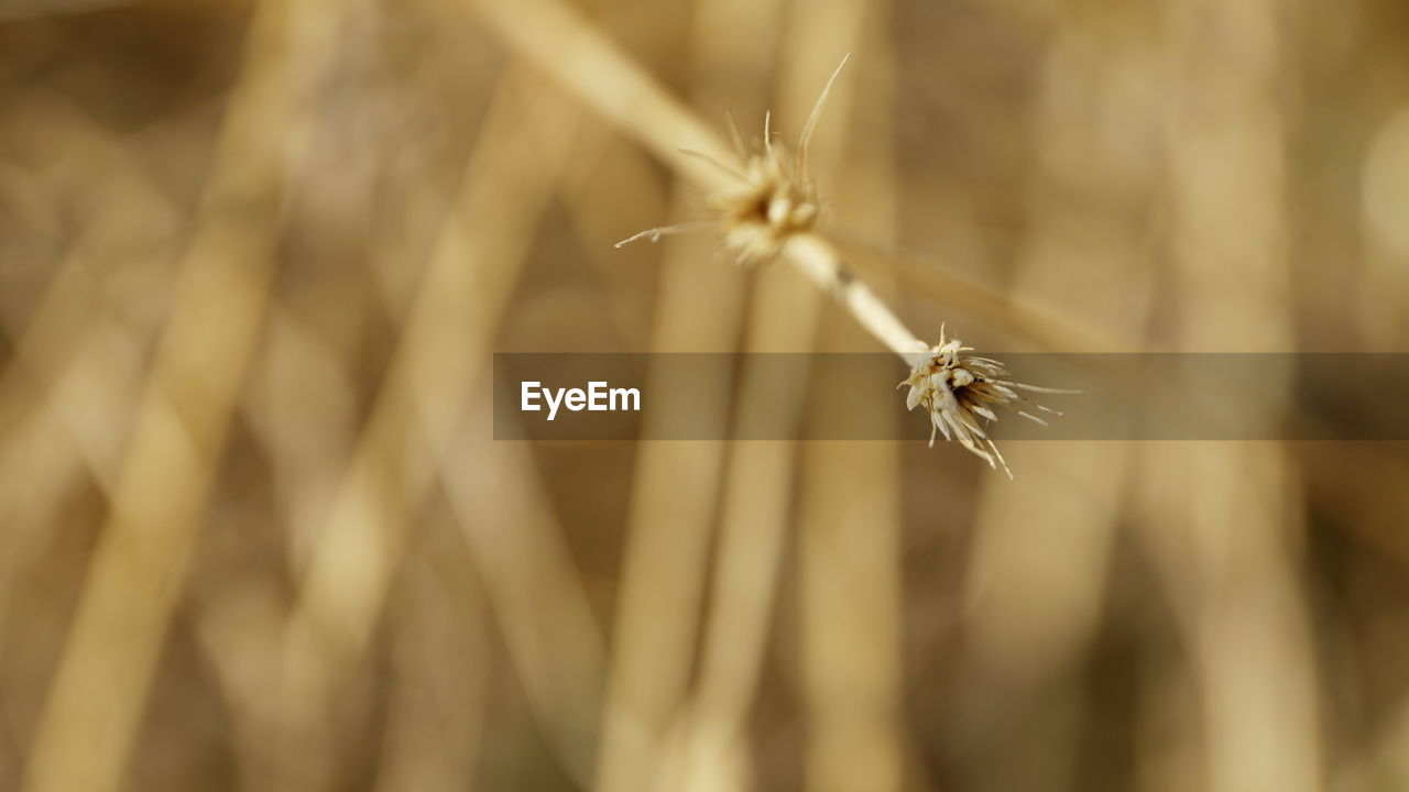 CLOSE-UP OF WILTED PLANT AGAINST BLURRED BACKGROUND