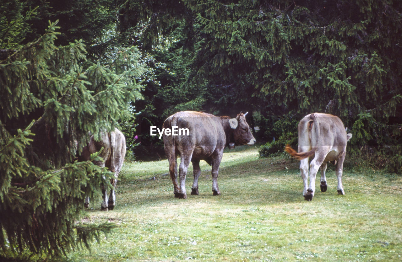 HORSE STANDING IN A FIELD