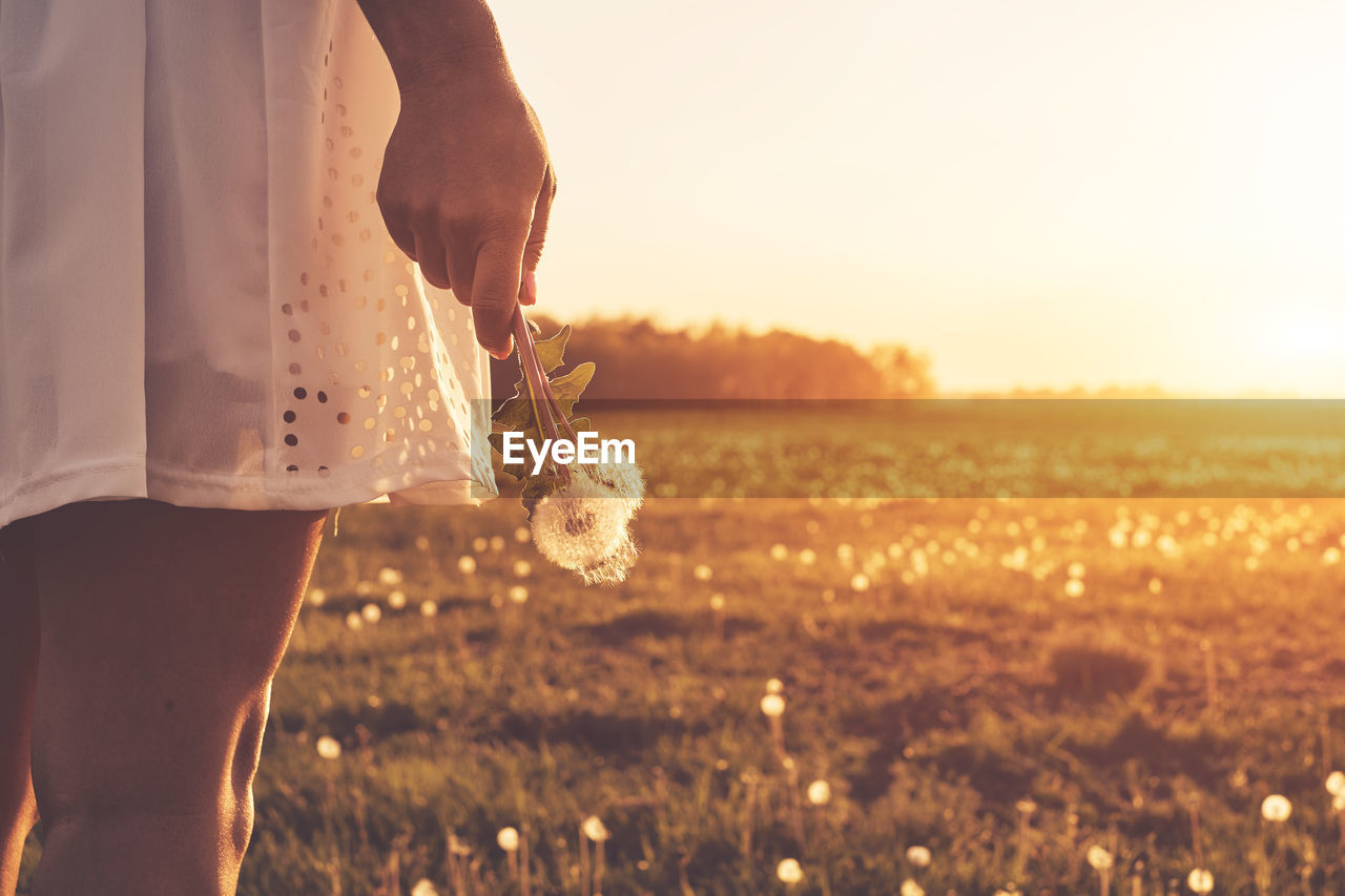 Midsection of woman holding dandelion while standing on field against sky during sunset