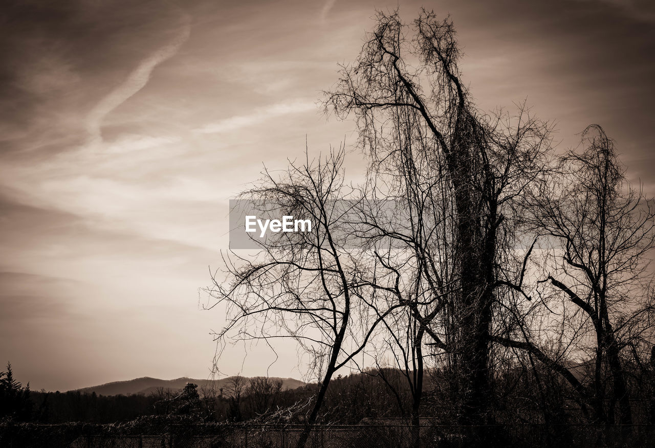 LOW ANGLE VIEW OF SILHOUETTE BARE TREE AGAINST SKY