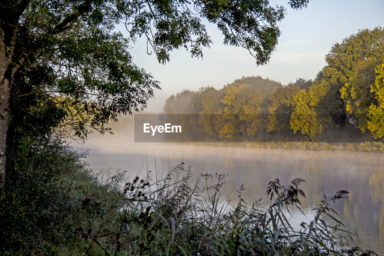 PLANTS GROWING BY LAKE AGAINST SKY