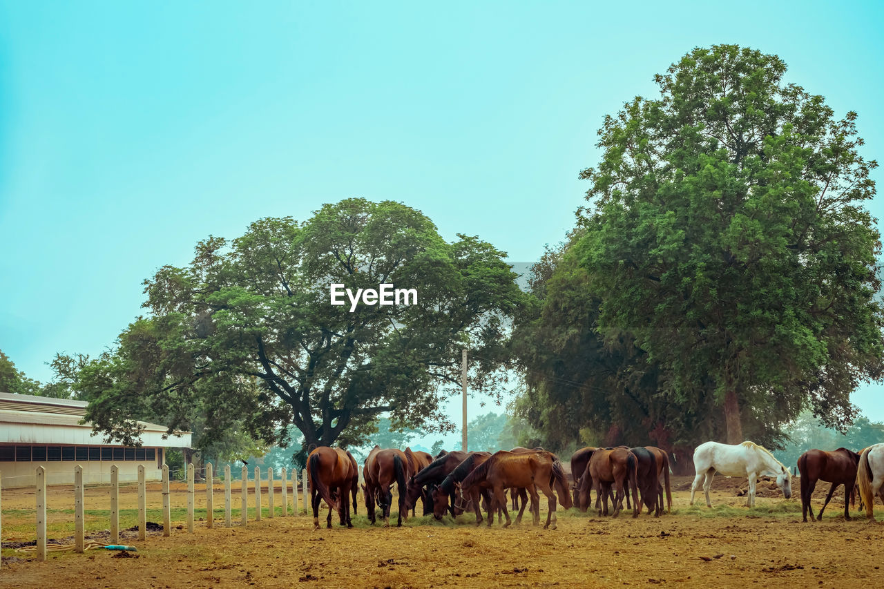 horses on field against clear sky