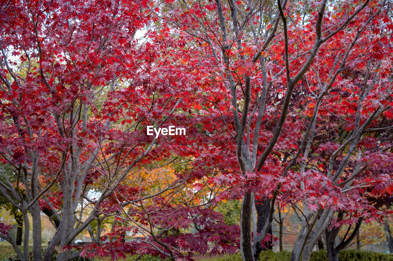 PINK CHERRY BLOSSOM TREE IN PARK