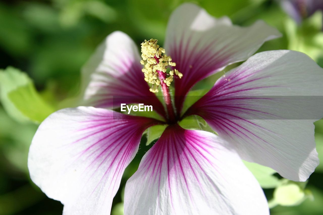 CLOSE-UP OF PINK FLOWER