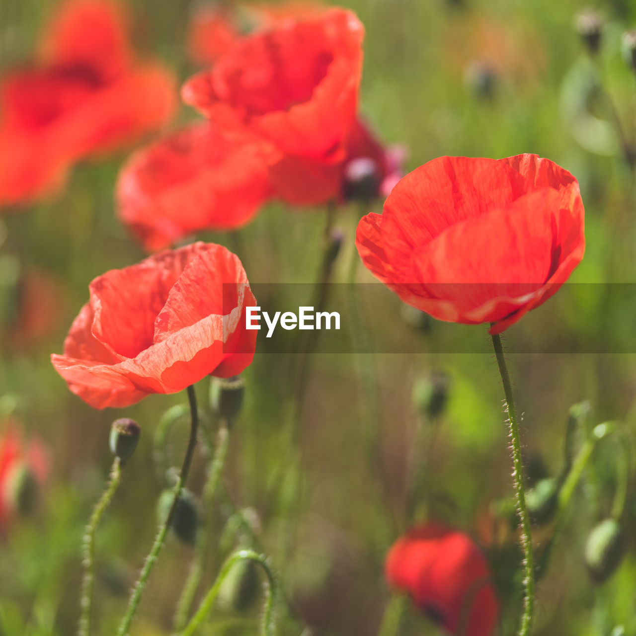 CLOSE-UP OF RED POPPY FLOWERS