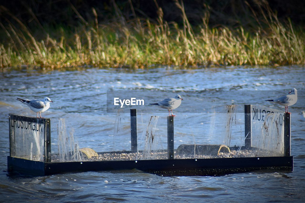 SEAGULL PERCHING ON SHORE