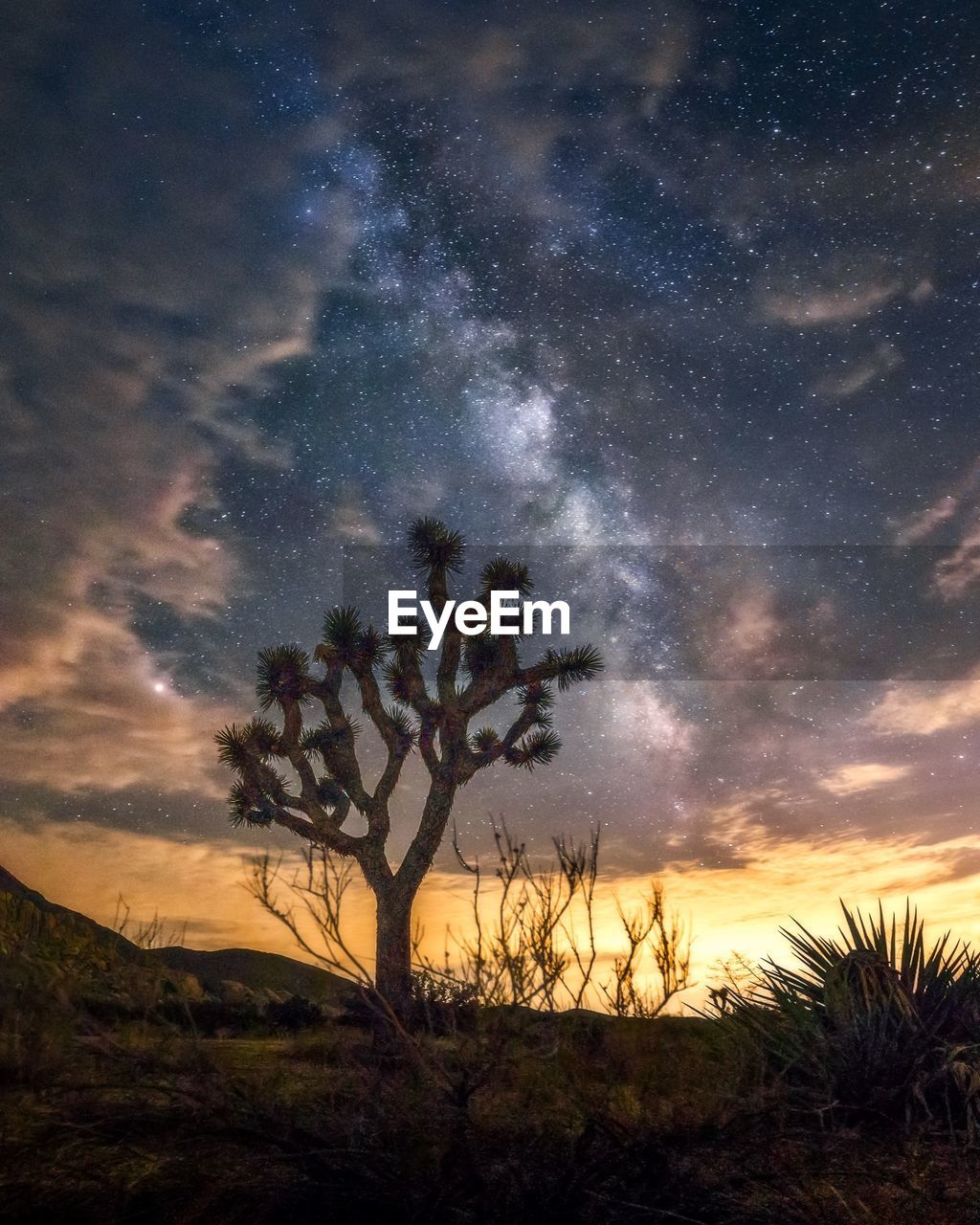 Trees on field against sky at night