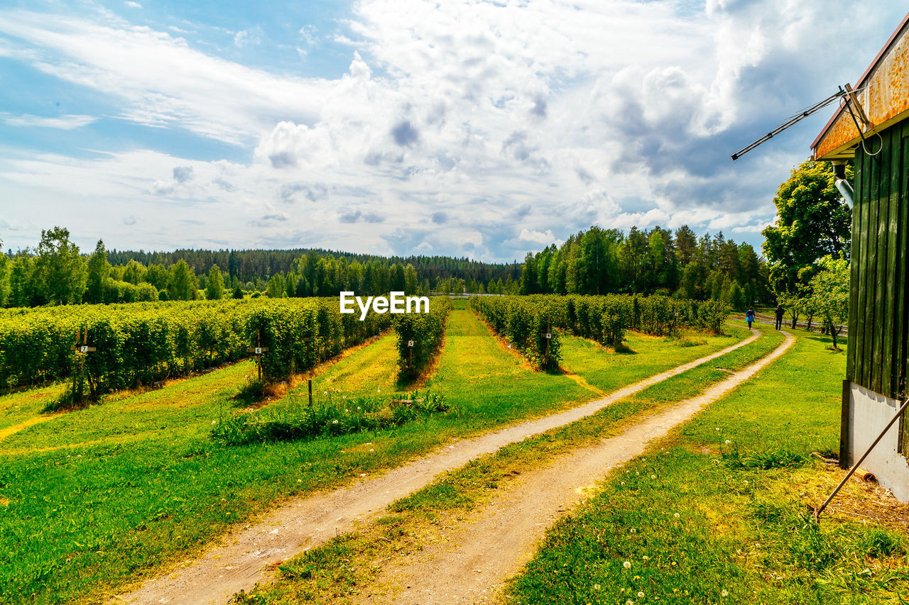 SCENIC VIEW OF RURAL LANDSCAPE