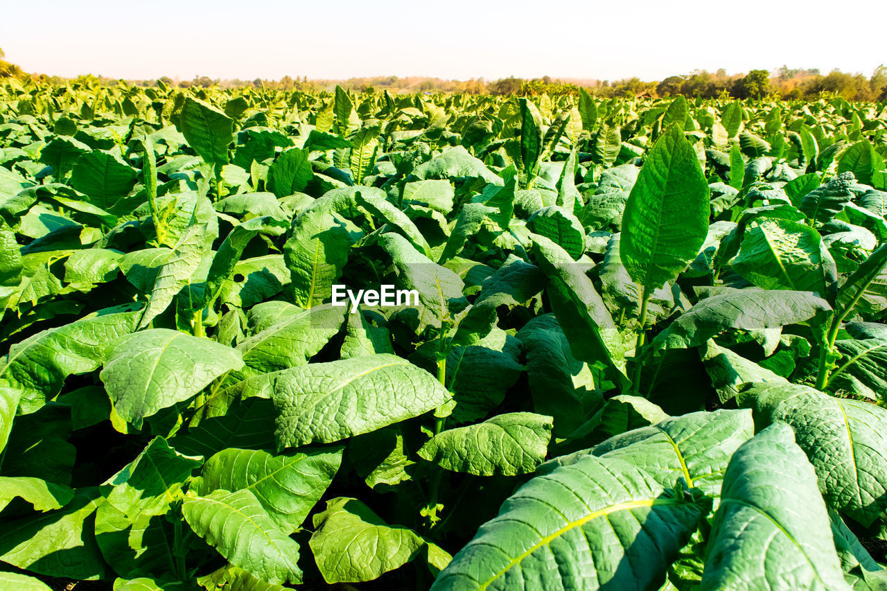 PLANTS GROWING ON FARM