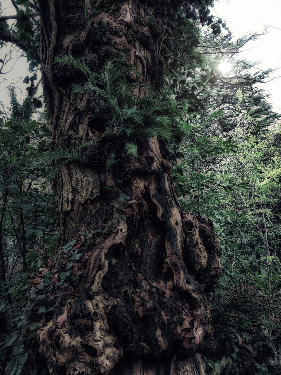 CLOSE-UP OF TREE TRUNK