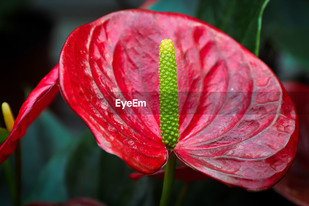 Closeup of an anthurium spadix with a red leaf.