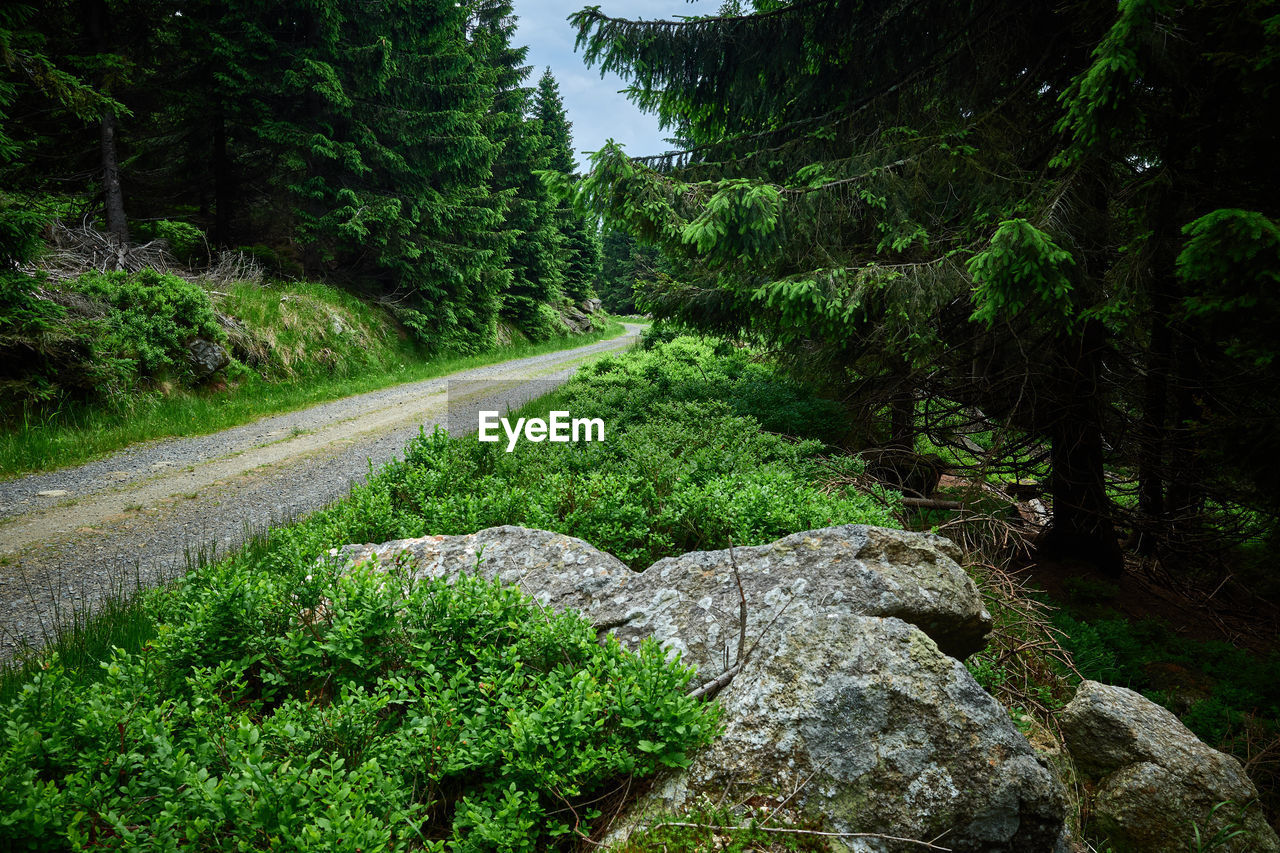 A gravel hiking trail. dense forest with road and boulders in foreground.