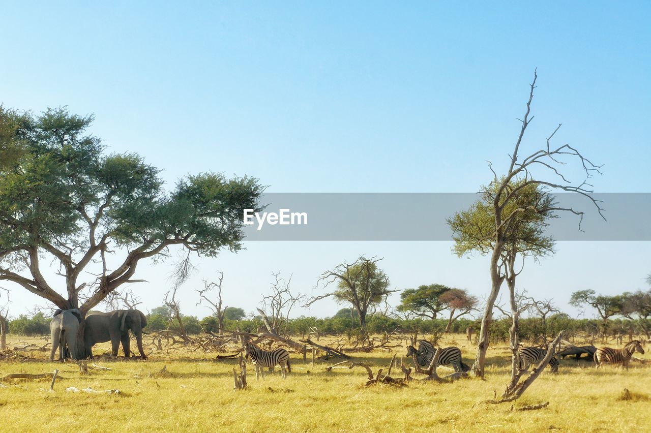 Zebras and elephants grazing on field against clear sky