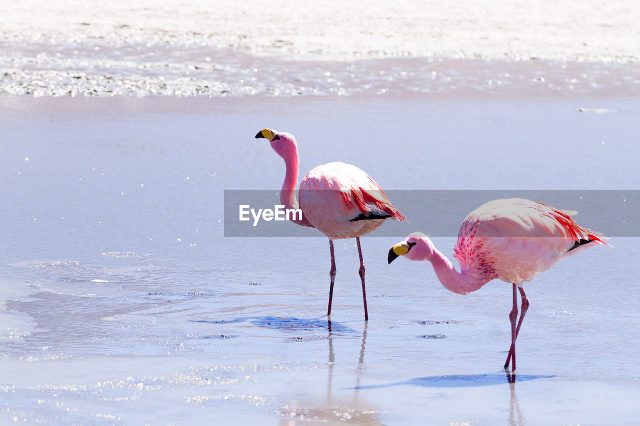 BIRD STANDING IN WATER