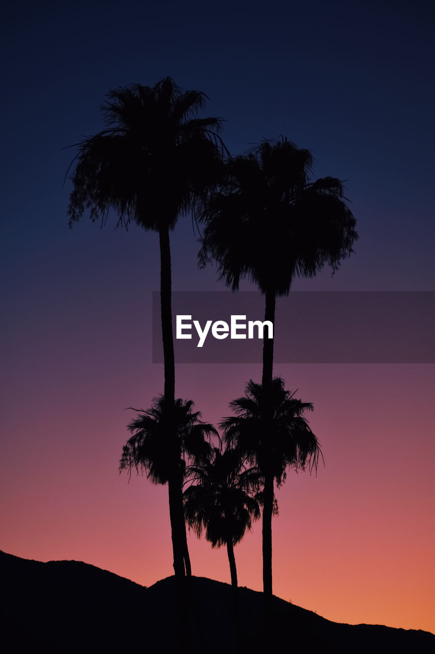 tree, palm tree, silhouette, tropical climate, plant, sky, beauty in nature, nature, sunset, dusk, scenics - nature, tranquility, tranquil scene, land, no people, tropical tree, borassus flabellifer, coconut palm tree, savanna, horizon, environment, travel destinations, outdoors, landscape, idyllic, growth, night, tree trunk, holiday, vacation, clear sky, trunk, trip, mountain, back lit, evening