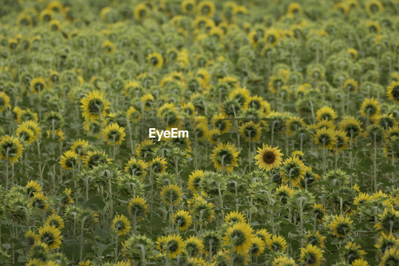 Full frame shot of sunflower field