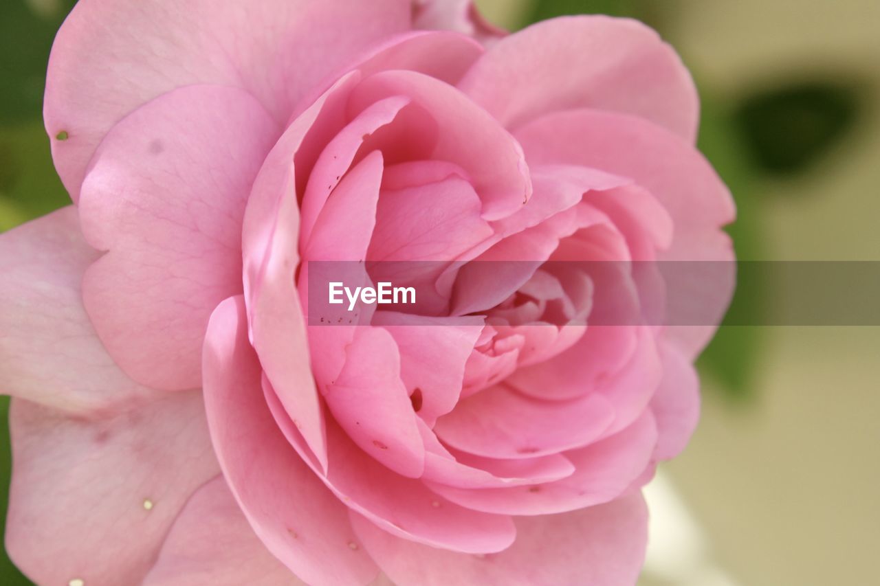 CLOSE-UP OF PINK ROSE WITH PURPLE ROSES