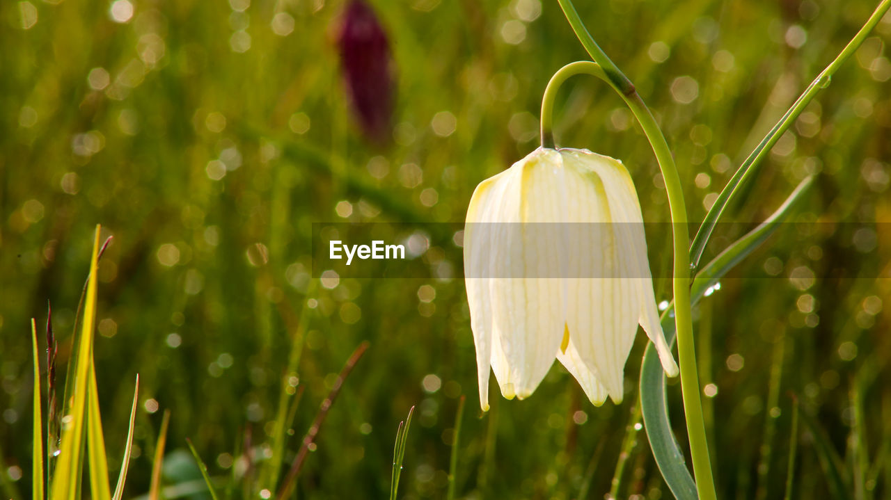 CLOSE-UP OF FRESH WHITE FLOWER IN FIELD